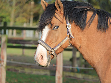 kastanie zimmerpflanze Glückskastanie (Pachira aquatica) kaufen main image 0