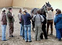 Physiotherapie beim Pferd
