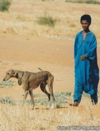 Azawakh-Rüde mit einem Tuareg im Azawakh-Tal