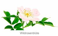 Wildrosenblüte