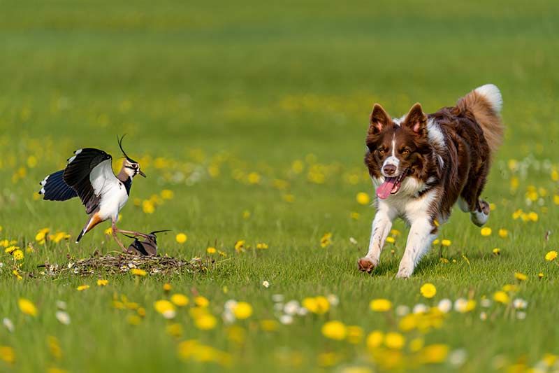 Verantwortung, Aufklärung und praktische Lösungen für Hundehalter